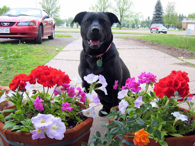 Amy with Geraniums