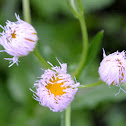 Daisy Fleabane