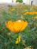 Trémolo amarillo