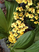 Exposición Orquídeas 2005