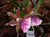 Exposición Orquídeas 2005