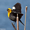 Yellow-headed Blackbird