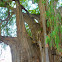 Montezuma Cypress