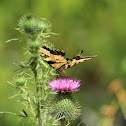 Eastern Tiger Swallowtail
