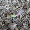 Issid Planthopper
