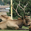 Elk
