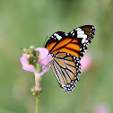 Striped Tiger