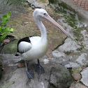 Pelican