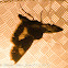 Four-spotted Moth Moth
