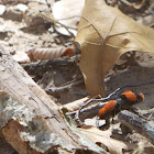 Eastern Velvet Ant