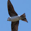 House Martin; Avión Común