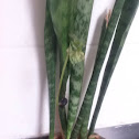 Beanstalk & saint georges sword