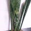 Beanstalk & saint georges sword