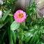 zinnias