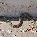 Grass Snake