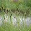 Totora. Bulrush