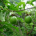 Parcha o Maracuyá