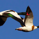 Common Shelduck