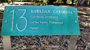Hawaiian Gardenia