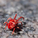 red velvet mite