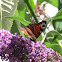 Peacock Butterfly