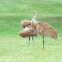 Sandhill Crane