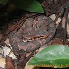 Water moccasin