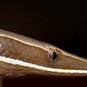 Burton's Legless Lizard