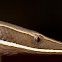 Burton's Legless Lizard