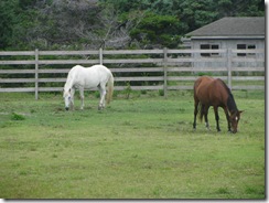 hatteras 2008 058