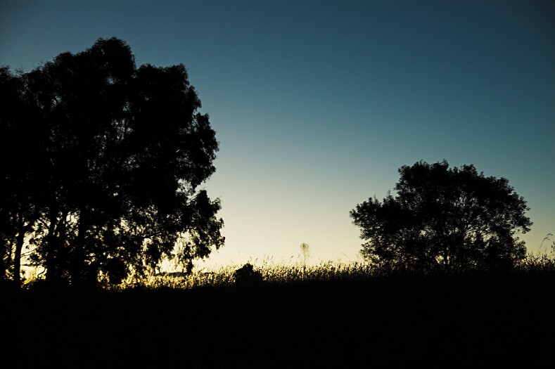 Trees at Sunset