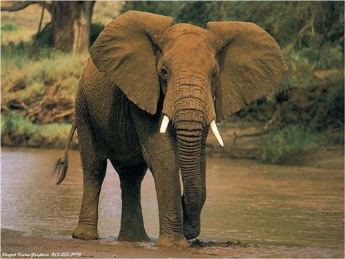[male-elephant-afrique[2].jpg]