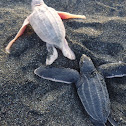 albino leatherback turtle