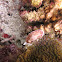 Goniobranchus reticulatus