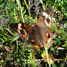 (Common) Buckeye butterfly