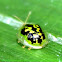 Green Tortoise Beetles