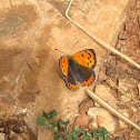 Small Copper