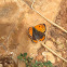 Small Copper