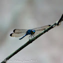 Dark-Tipped Forest-Skimmer Dragonfly