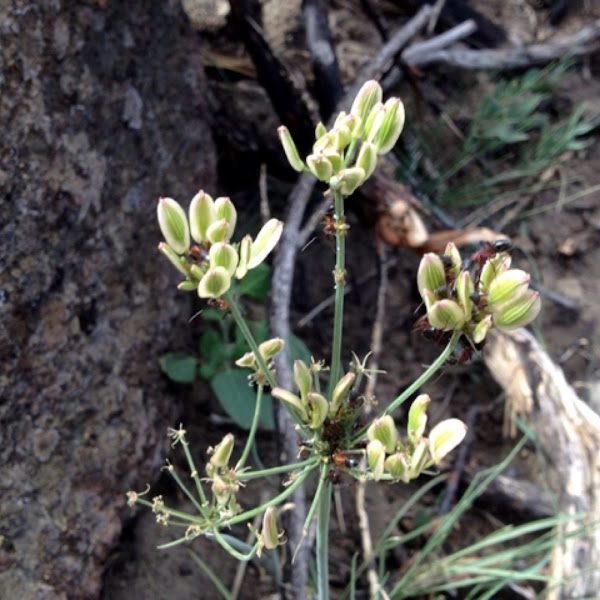 nineleaf biscuitroot Project Noah