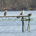 Double-crested Cormorant