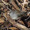 Dark-eyed junco