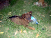 Cachorra Busca Hogar Responsable