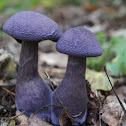 amethyst deceiver