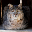 Bobcat