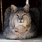 Bobcat