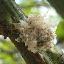 Lacewing larvae