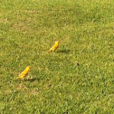 Saffron Finch