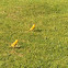 Saffron Finch