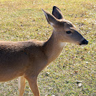White-Tailed Deer
